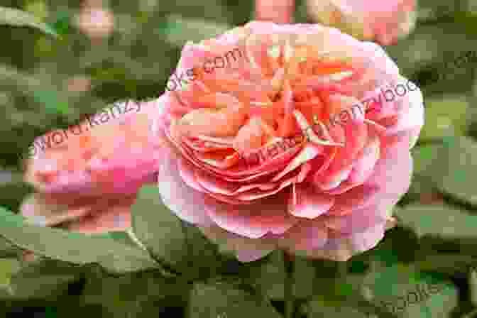 A Blooming Rose Bush With Fragrant Pink Petals And Glossy Green Leaves. Dirr S Encyclopedia Of Trees And Shrubs