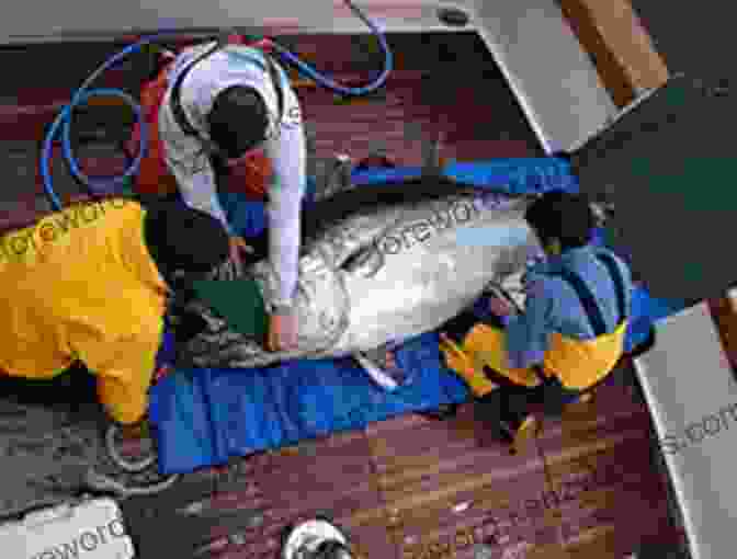 A Group Of Marine Biologists Tagging A Tuna For Research Purposes. The Wild Tuna Dinner: Easy Meals To Put Tuna Back On Your Dinner Plate