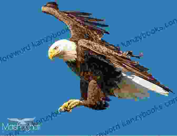 A Majestic Bald Eagle Diving Down To Seize Its Prey From The Water. A Curious Collection Of Dangerous Creatures: An Illustrated Encyclopedia (Curious Collection Of Creatures)