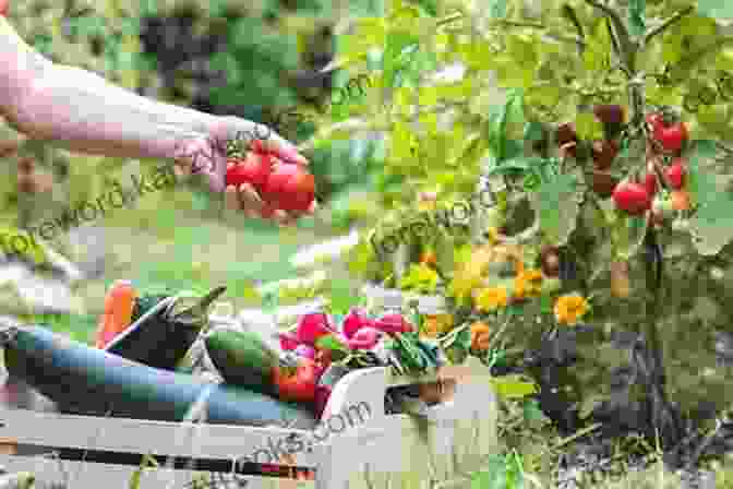 A Photo Of A Person Gardening, With Tips On How To Grow Vegetables. Growing Using Oregano: Storey S Country Wisdom Bulletin A 157 (Storey Country Wisdom Bulletin)