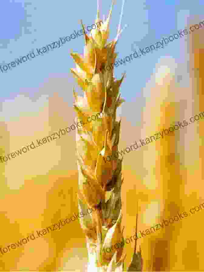 Planting And Caring For Grain Crops Homegrown Whole Grains: Grow Harvest And Cook Wheat Barley Oats Rice Corn And More